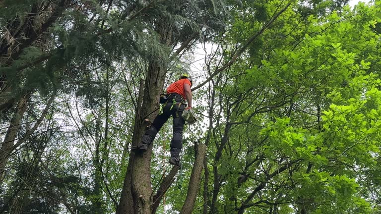 Best Palm Tree Trimming  in Felton, DE