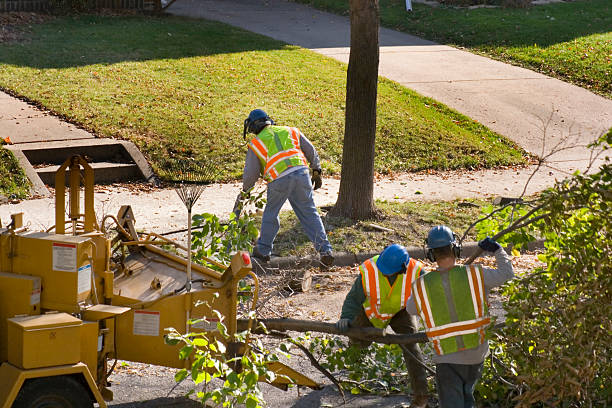 Why Choose Our Tree Removal Services in Felton, DE?