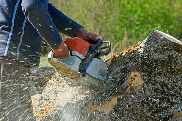 Best Tree Maintenance Programs  in Felton, DE