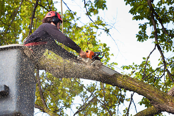 Best Tree Disease Treatment  in Felton, DE