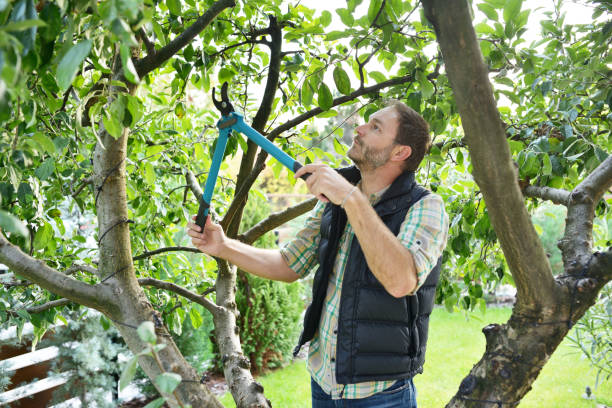 Best Fruit Tree Pruning  in Felton, DE